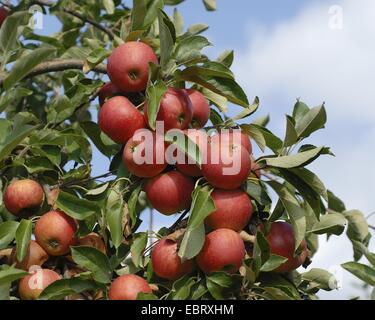 Melo (Malus domestica " Elstar', Malus domestica Elstar), cultivar Elstar, le mele su un albero Foto Stock