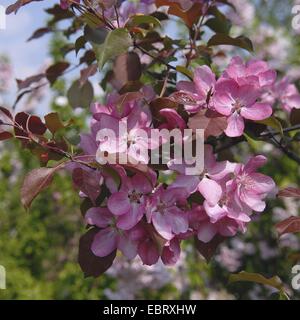 Crab Apple (Malus "Rudolph', Malus Rudolph), cultivar Rudolph, fioritura Foto Stock