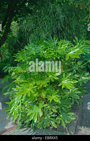 Giapponese (Aralia Fatsia japonica), per esterno Foto Stock