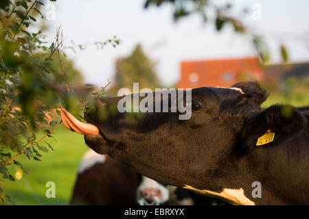 Gli animali domestici della specie bovina (Bos primigenius f. taurus), mangiare da una siepe, Germania, Schleswig-Holstein Foto Stock