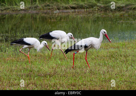 Cicogna bianca (Ciconia ciconia), cicogne sul feed in un prato di palude, Svizzera, Sankt Gallen, Rheineck Foto Stock