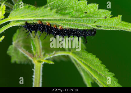 Peacock moth, peacock (Inachis io, Nymphalis io), Caterpillar su stingnettle, Germania Foto Stock