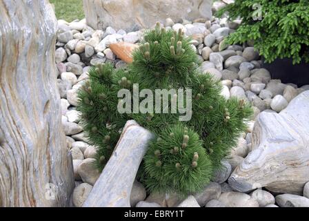 Pino loricato, Palebark pine (Pinus leucodermis " compatto gioiello", Pinus leucodermis Compact Gem), Pinus leucodermis " compatto gioiello" Foto Stock