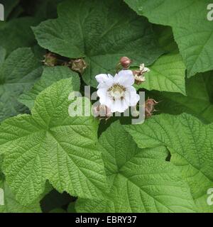 Thimbleberry, western ditale-berry (Rubus parviflorus), fioritura Foto Stock