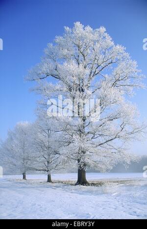 Rovere (Quercus petraea), nella neve, Germania Foto Stock