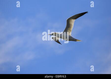 Northern gannet (Sula bassana, Morus bassanus), volare, Regno Unito, Scozia Foto Stock