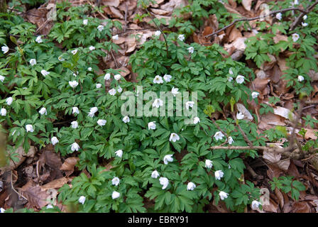 Legno (anemone Anemone nemorosa ,), fioritura, Germania Foto Stock