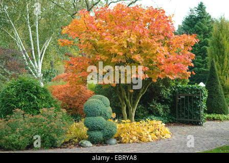 Acero giapponese (Acer japonicum), in autunno Foto Stock