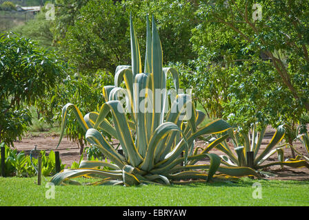 Agave, secolo impianto (Agave americana "arginata', Agave americana Marginata), cultivar Marginata in un giardino Foto Stock