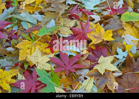 maple leaves of different species on the ground Foto Stock