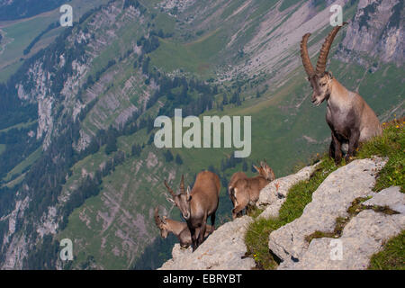 Stambecco delle Alpi (Capra ibex, Capra ibex ibex), gruppo di stambecchi in ripida montagna svizzera, Toggenburgo, Chaeserrugg Foto Stock