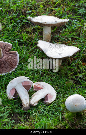 Campo (funghi Agaricus campestris), in un prato, Germania Foto Stock