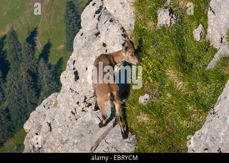 Stambecco delle Alpi (Capra ibex, Capra ibex ibex), giovani ibex alimentare a forte pendenza, Svizzera, Toggenburgo, Chaeserrugg Foto Stock