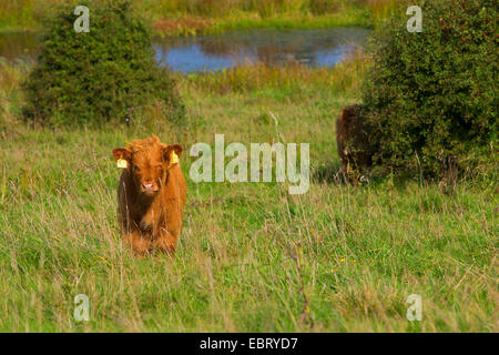 Highland scozzesi bovini (Bos primigenius f. taurus), su un pascolo, Germania, Schleswig-Holstein Foto Stock