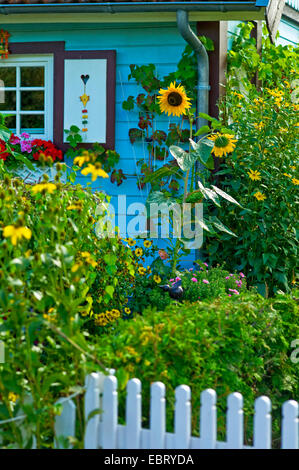 Comune di girasole (Helianthus annuus), girasoli nella parte anteriore di una casa blu , Germania, Meclemburgo-Pomerania, Nordwestmecklenburg Foto Stock