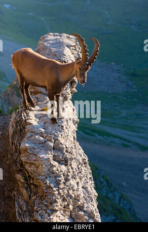 Stambecco delle Alpi (Capra ibex, Capra ibex ibex), si erge su un tor, Svizzera, Alpstein, Altmann Foto Stock