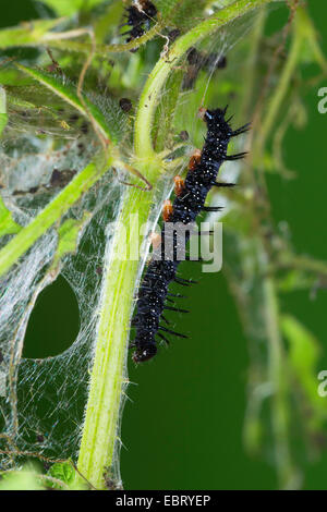 Peacock moth, peacock (Inachis io, Nymphalis io), Caterpillar su stingnettle, Germania Foto Stock