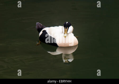 Eider (Somateria mollisima) maschio adulto in allevamento piumaggio, nuoto nel porto di Seahouses e riflessa nell'acqua. Seahouses, Foto Stock