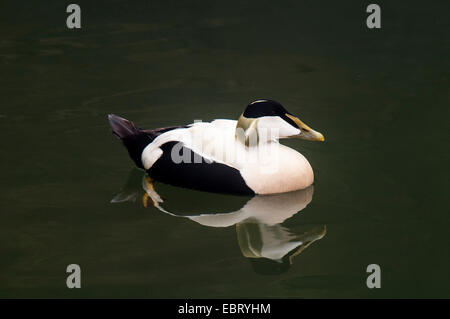 Eider (Somateria mollisima) maschio adulto in allevamento piumaggio, nuoto nel porto di Seahouses e riflessa nell'acqua. Seahouses, Foto Stock