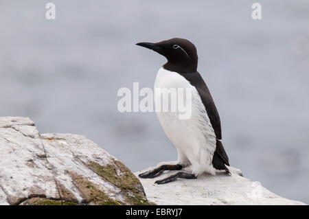 Guillemot (Uria aalge) adulto con il distintivo e striscia bianca anello occhio del 'imbrigliati" varietà, in piedi in cima a una scogliera sul Foto Stock