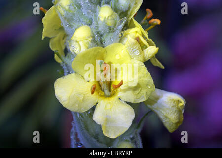 Dense-fiorito, mullein mullein densa (Molène densiflorum), fiore, Germania Foto Stock