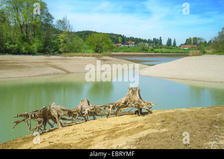 Tree intoppi sul lungolago di Forggensee, in Germania, in Baviera, Oberbayern, Alta Baviera, Zwieselried Foto Stock