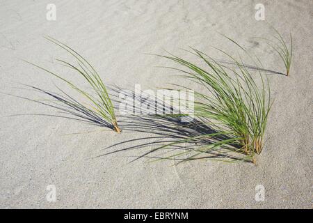Erba piegata; Marram erba; Beachgrass (Ammophila), marram grass nella sabbia, Regno Unito, Scozia, Sutherland Foto Stock