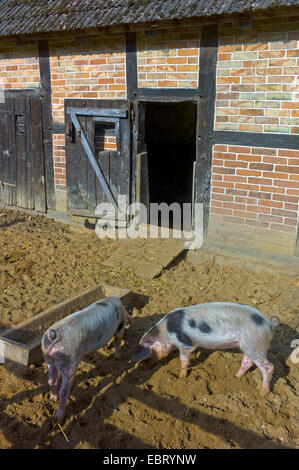 Bentheim Black Pied, Schwarz-Wesses, Bentheimder Schwein, Buntes Bentheimer Schwein (Sus scrofa f. domestica), Bentheim Pieds nero su una fattoria, Germania, Bassa Sassonia Foto Stock