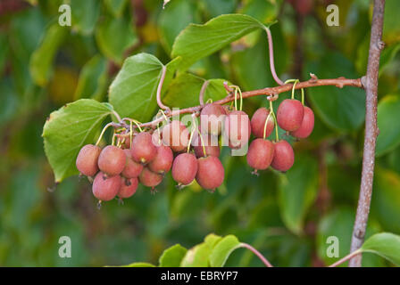 Tara Vine Bower Actinidia, Mini Kiwi (Actinidia arguta "Ken è rosso", Actinidia arguta Ken è rosso), cultivar Ken è rosso, frutta Foto Stock