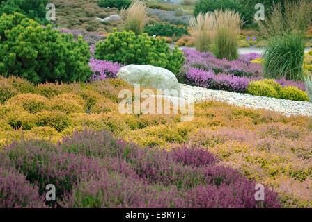 Heather, molva (Calluna vulgaris "" di lucciola, Calluna vulgaris Firefly), cultivar Firefly insieme con altre cultivar Foto Stock