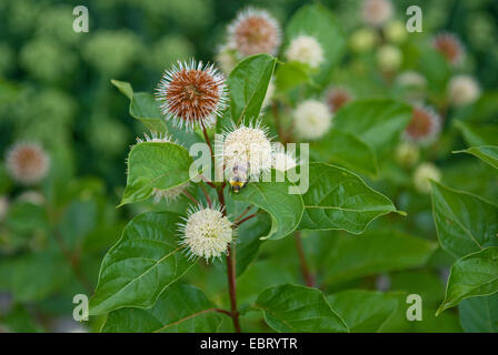 Comune (buttonbush Cephalanthus occidentalis), fioritura Foto Stock