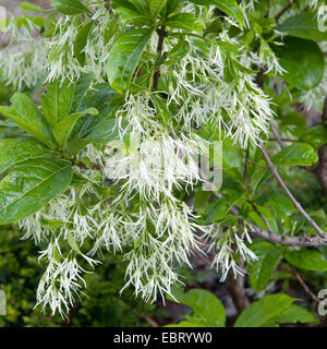 Frangia Amaerican Tree (Chionanthus virginica, Chinanthus virginicus), fioritura Foto Stock