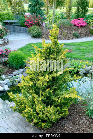 Cipresso giapponese, Hinoki cipresso, Hinoki (Chamaecyparis obtusa 'Fernspray Oro', Chamaecyparis obtusa Fernspray oro), cultivar Fernspray Gold Foto Stock