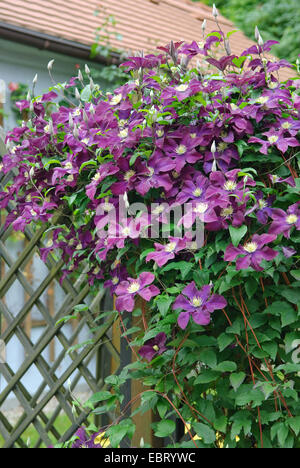 Clematis, vergini-bower (Clematis 'Il Vagabond', Clematis Il Vagabond), la cultivar Vagabond Foto Stock