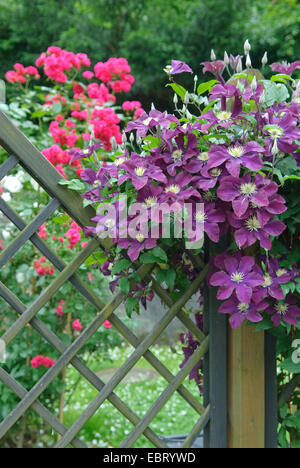 Clematis, vergini-bower (Clematis 'Il Vagabond', Clematis Il Vagabond), la cultivar Vagabond Foto Stock