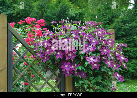 Clematis, vergini-bower (Clematis 'Il Vagabond', Clematis Il Vagabond), la cultivar Vagabond Foto Stock