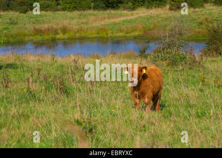 Highland scozzesi bovini (Bos primigenius f. taurus), su un pascolo, Germania, Schleswig-Holstein Foto Stock