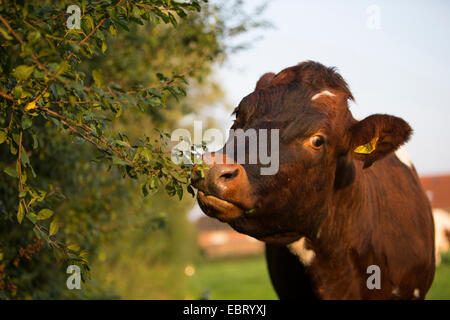 Gli animali domestici della specie bovina (Bos primigenius f. taurus), mangiare da una siepe, Germania, Schleswig-Holstein Foto Stock