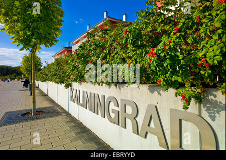 Rosa rugosa, Giapponese rosa (Rosa rugosa), a parete con l'etichetta Kaliningrad tra complesso alberghiero e il lungomare, Germania, Meclemburgo-Pomerania, Nordwestmecklenburg, Boltenhagen Foto Stock