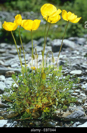 Rhaeticum Papavero (Papaver rhaeticum), fioritura, Italia, Alto Adige, Dolomiti Foto Stock