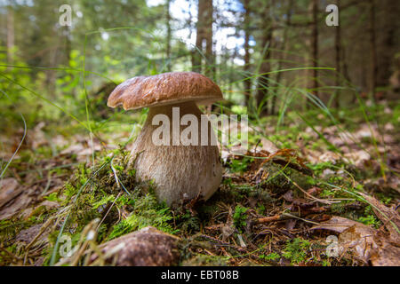 Penny bun, cep (Boletus edulis), in una foresta di abeti rossi, in Germania, in Baviera Foto Stock