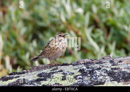 Prato Pitpit (Anthus pratensis), su una pietra, Germania Foto Stock