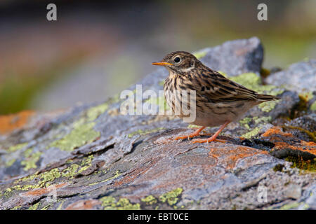 Prato Pitpit (Anthus pratensis), su una lastra di pietra con i licheni, Germania Foto Stock