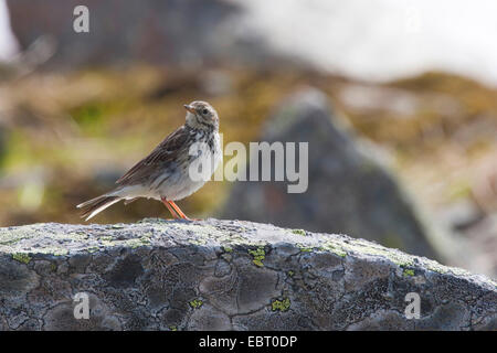 Prato Pitpit (Anthus pratensis), su una pietra, Germania Foto Stock