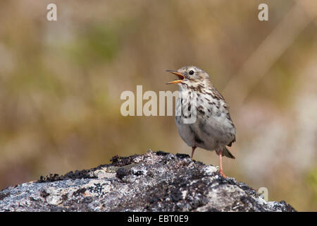 Prato Pitpit (Anthus pratensis), su una pietra, Germania Foto Stock