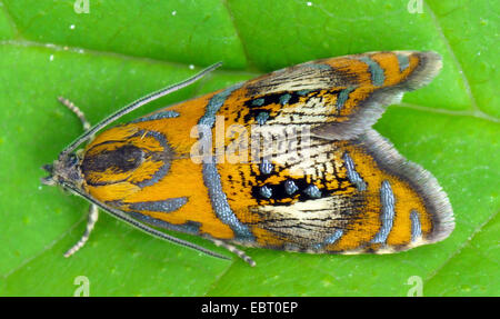 Arcuata di marmo, tortrix tarma (Olethreutes arcuella, Olethreutes arcuana), su una foglia, in Germania, in Baviera, Oberbayern, Alta Baviera, Murnauer Moos Foto Stock