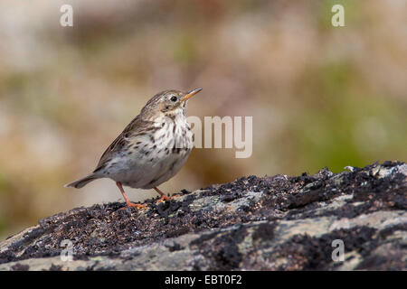 Prato Pitpit (Anthus pratensis), su una pietra, Germania Foto Stock