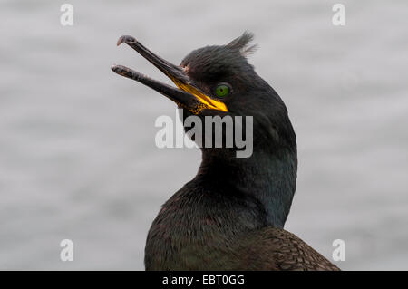 Il marangone dal ciuffo (phalacrocorax aristotelis) close-up sulla testa di un adulto a farne interna, farne Islands, Northumberland. Maggio. Foto Stock
