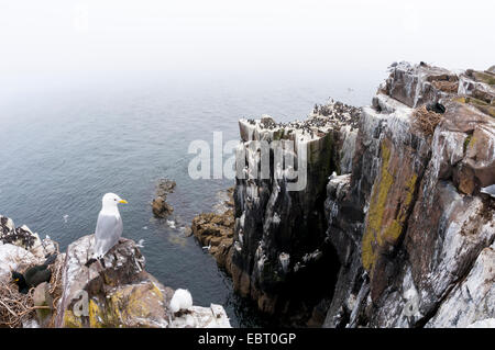 Un ampio panorama di uccelli marini (compresi i kittiwakes, shags, razorbills e guillemots) allevamento sulle scogliere di farne interna, farne è Foto Stock
