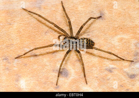 Casa spider (Eratigena atrica) femmina adulta nel processo di ricrescita del suo diritto gamba posteriore, su un pavimento di piastrelle in una casa a Thirs Foto Stock